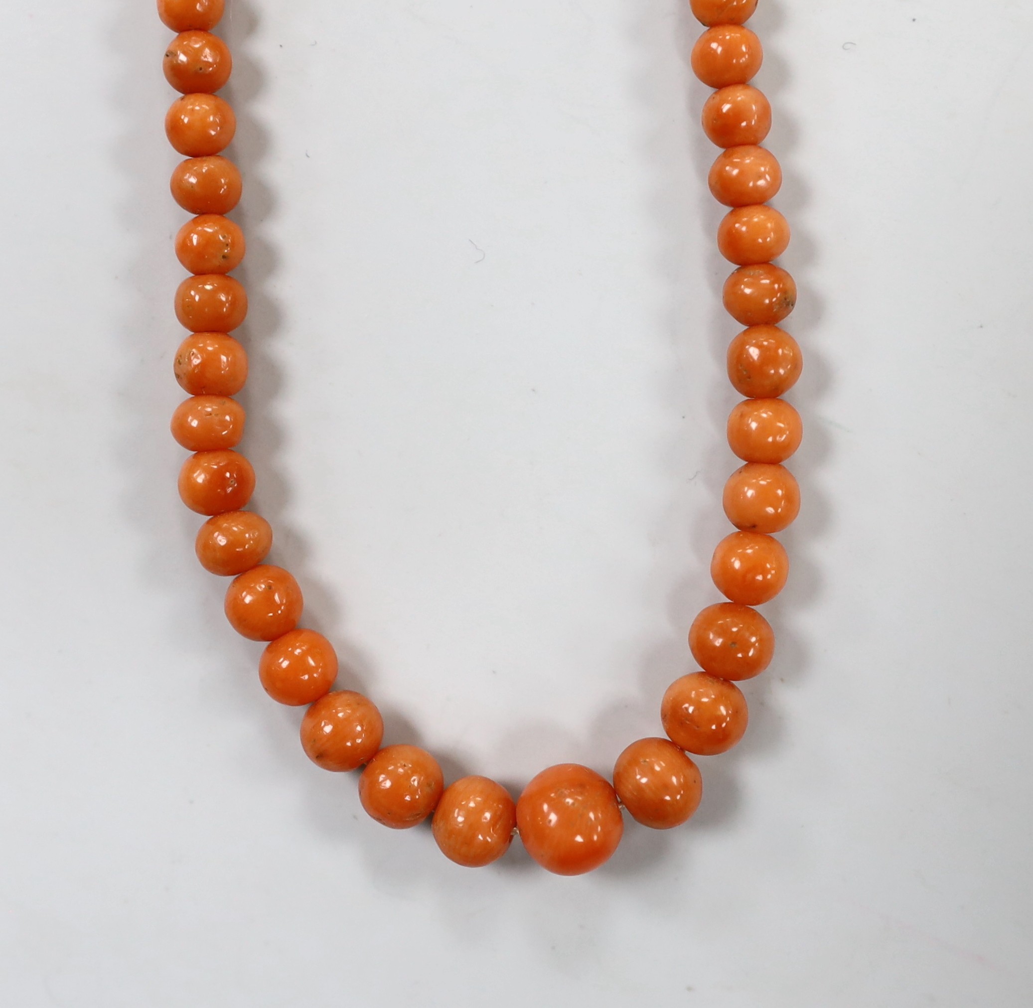 A small single strand graduated coral bead necklace, with gilt metal clasp, 35cm, gross 12.3 grams.